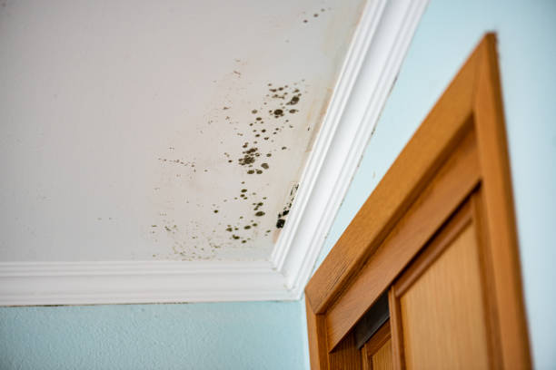 Best Mold Cleaning Services  in North Valley Stream, NY