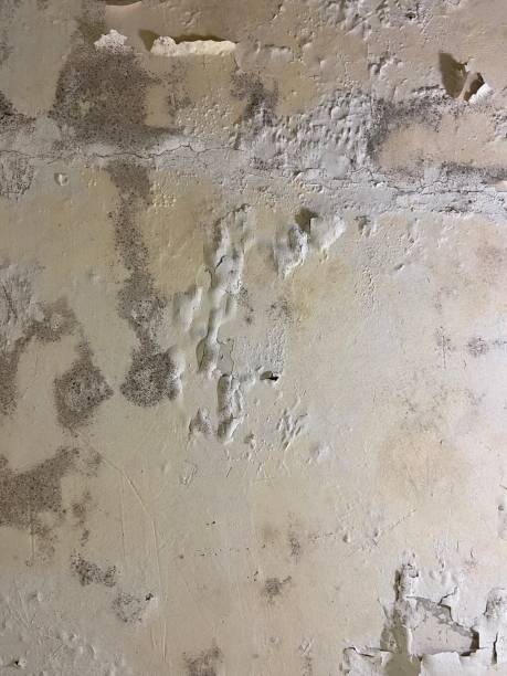 Best Black Mold Removal  in North Valley Stream, NY