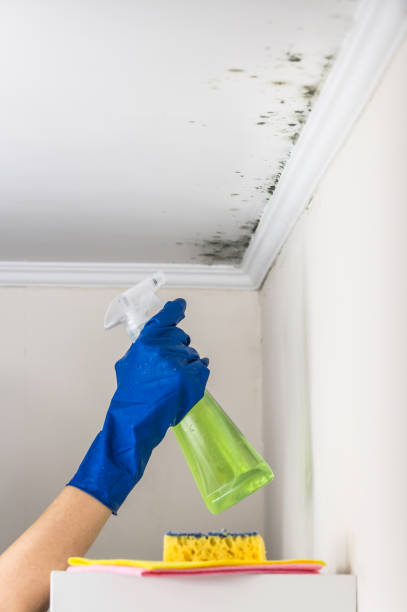 Best Mold Damage Repair  in North Valley Stream, NY